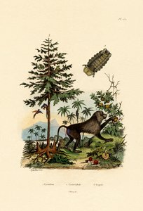 寄生性甲殻類、1833-39 作： French School